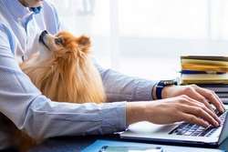 Once-employees-get-over-the novelty- of-having-animals-at-work-they- become-part-of-everyday-workplace- life