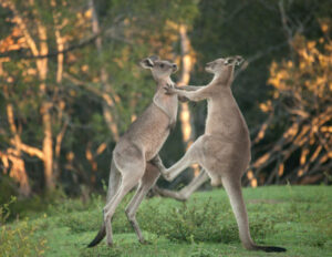 Two-kangaroos-fighting