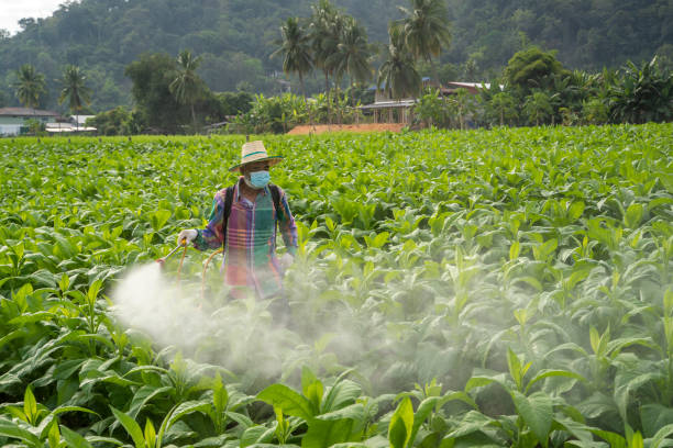 Farmer-spraying-chemical-or-fertilizer-to-young-tobacco-at-tobacco-plantation.